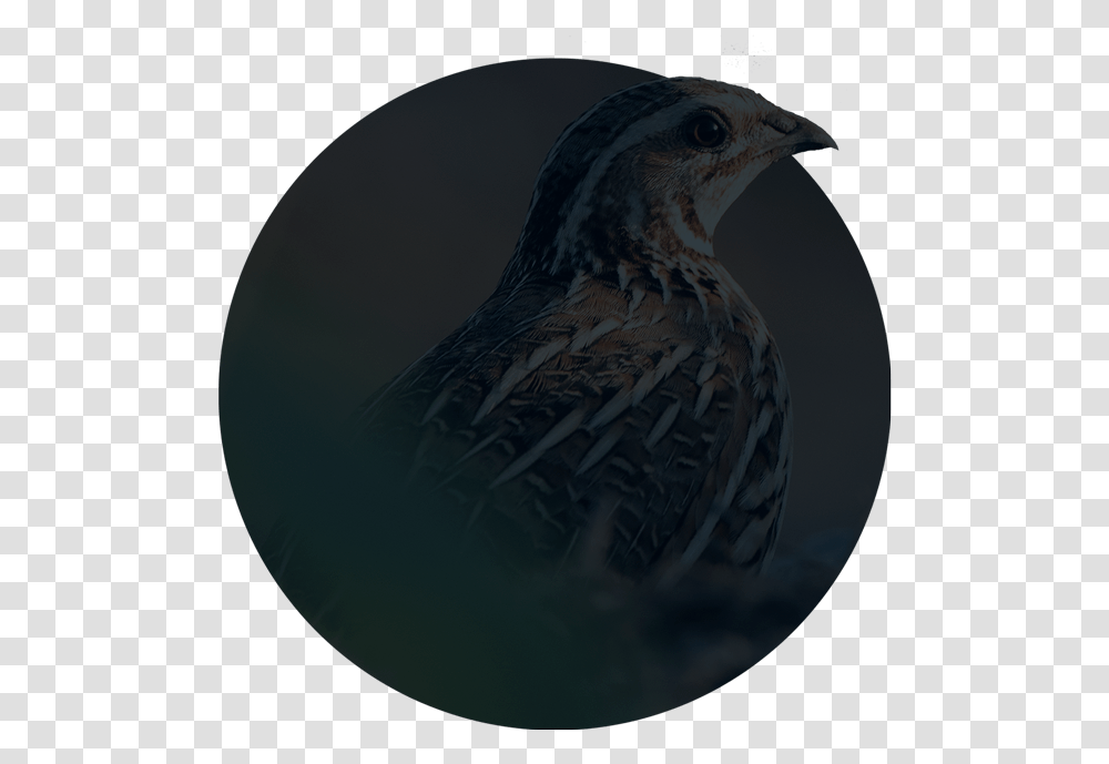 Old World Flycatcher, Bird, Animal, Quail, Blackbird Transparent Png