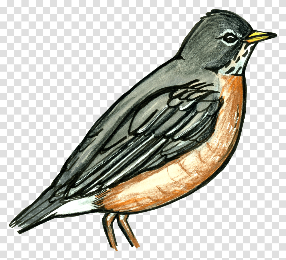 Old World Flycatcher, Bird, Animal, Robin, Plant Transparent Png
