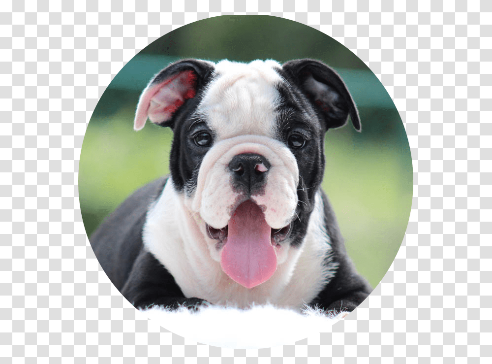 Olde English Bulldogge, Pet, Canine, Animal, Mammal Transparent Png