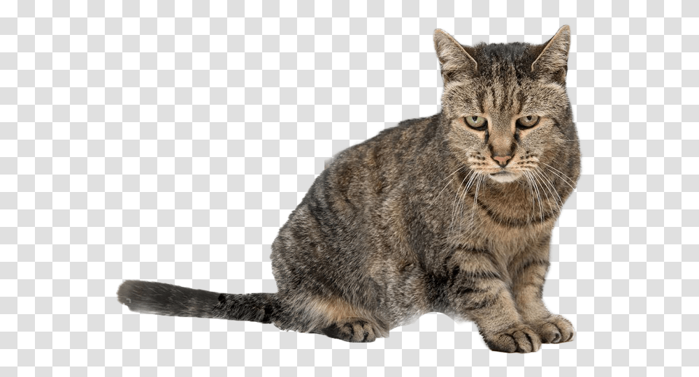 Oldest Cat, Manx, Pet, Mammal, Animal Transparent Png