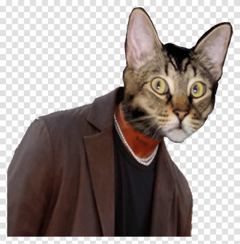 Oldmanjankans Domestic Short Haired Cat, Pet, Mammal, Animal, Person Transparent Png