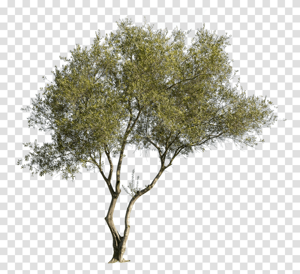 Olea Europaea, Bush, Vegetation, Plant, Tree Transparent Png