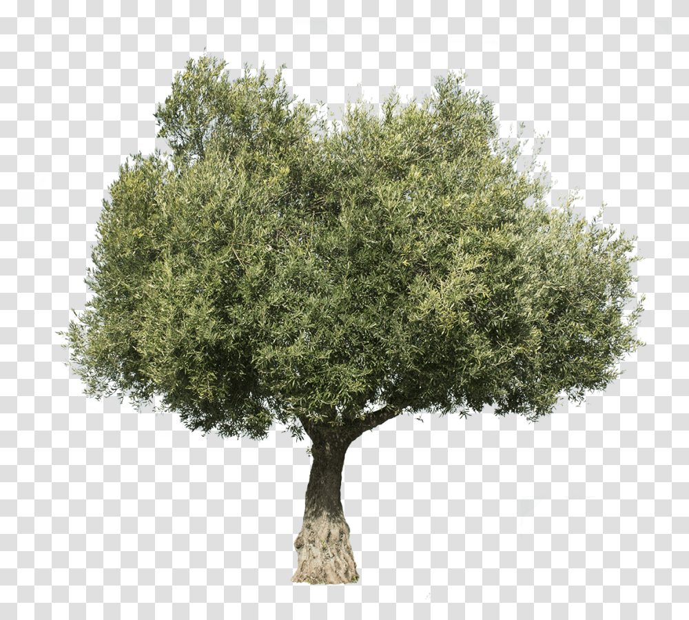 Olea Europaea Iii Olive Tree Cut Out, Plant, Tree Trunk, Oak, Sycamore Transparent Png