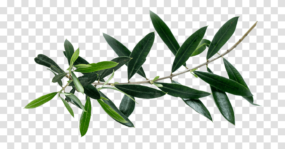 Olea Europaea Tea Plant, Leaf, Flower, Blossom, Tree Transparent Png