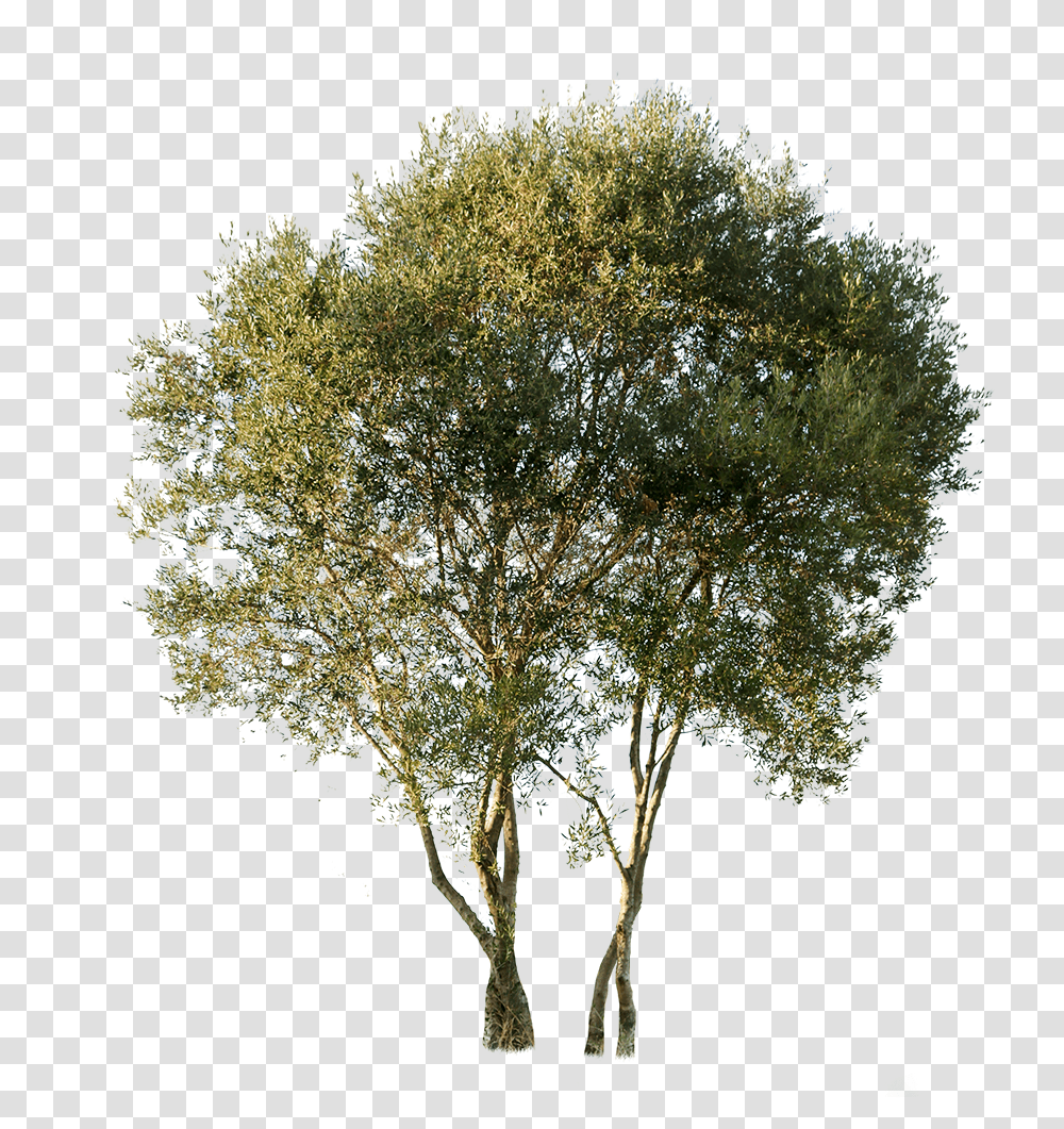 Olea Europaea, Tree, Plant, Bush, Vegetation Transparent Png