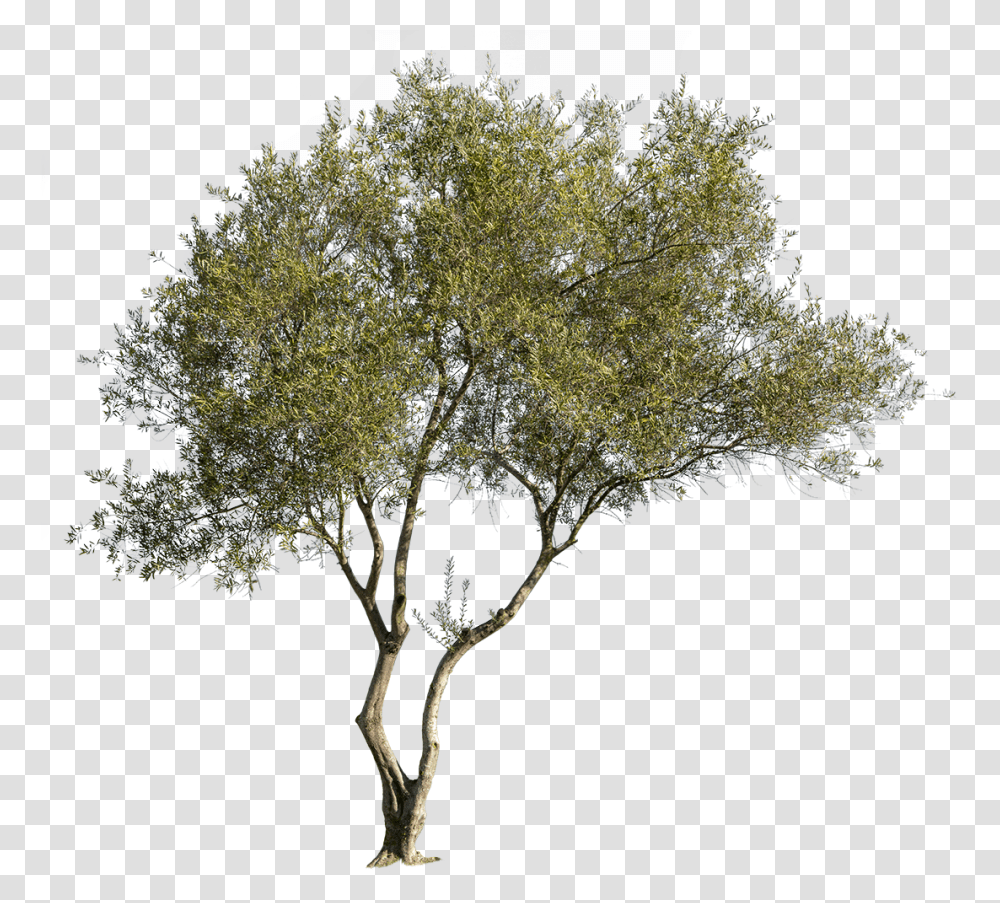 Olea Europaea Vi In 2020 Tree Photoshop Psd Grass Olea Europaea, Plant, Gate, Tree Trunk, Building Transparent Png