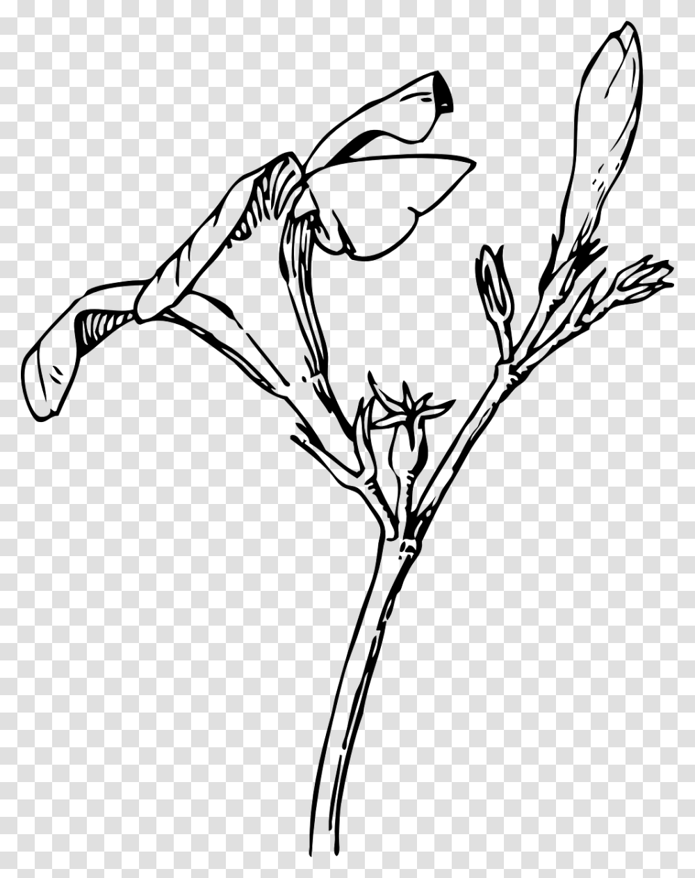 Oleander Flower Drawing, Gray, World Of Warcraft Transparent Png