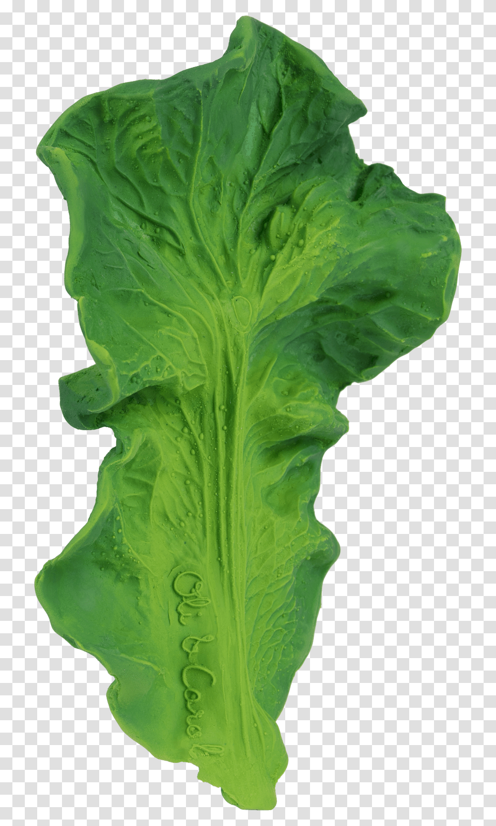 Oli Amp Carol Kendall The Kale Download Oli Amp Carol, Plant, Lettuce, Vegetable, Food Transparent Png