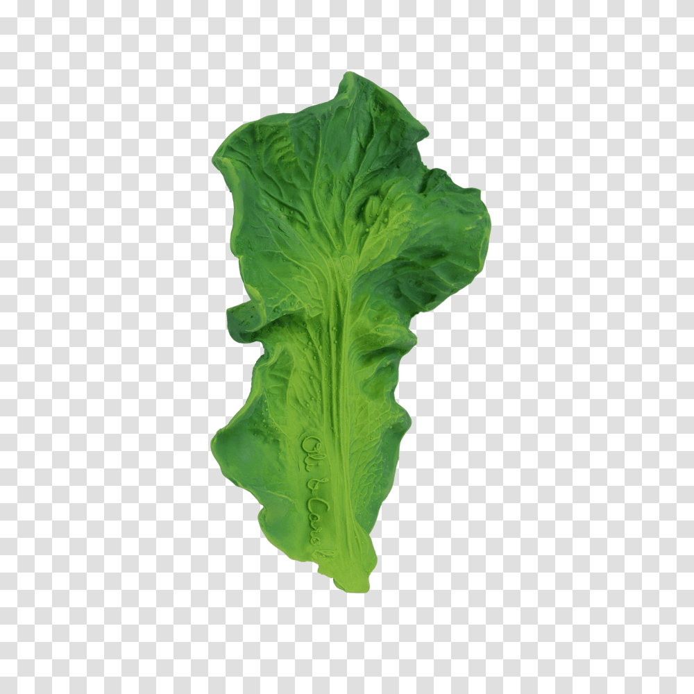 Oli Carol, Plant, Lettuce, Vegetable, Food Transparent Png