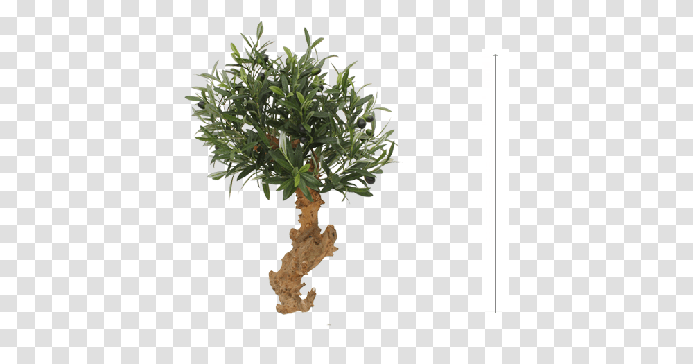 Olive Bonsai Tree 60cm Mexican Pinyon, Plant, Root, Potted Plant, Vase Transparent Png