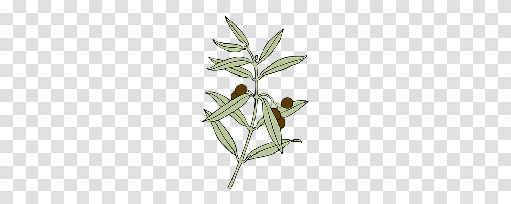 Olive Branch Food, Leaf, Plant, Tree Transparent Png
