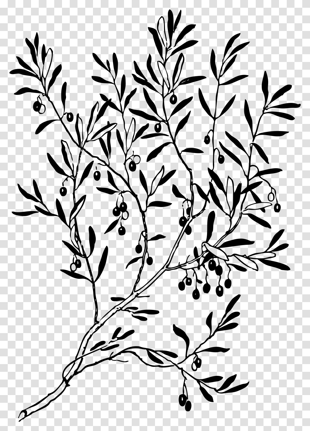 Olive Branch Black White Line Art Coloring Book, Leaf, Plant, Stencil, Tree Transparent Png