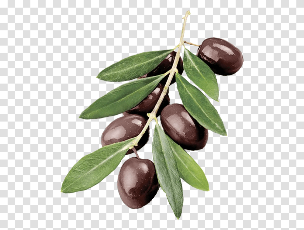 Olive Branch Clip Art Olive Tree Branch, Plant, Fruit, Food, Plum Transparent Png