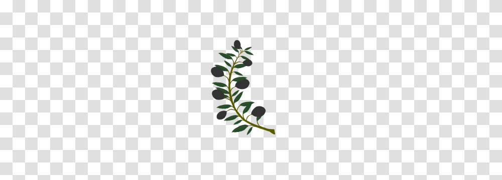 Olive Branch Clipart Image Group, Plant, Leaf, Herbal, Herbs Transparent Png