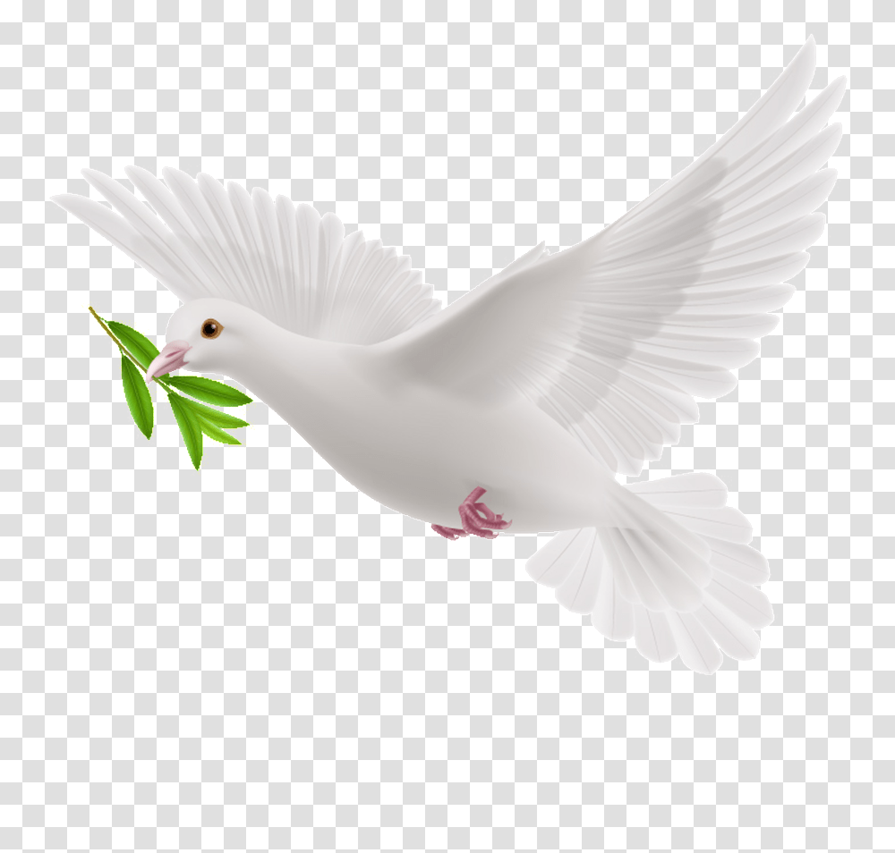 Olive Branch Clipart White Flying Pigeon, Bird, Animal, Dove Transparent Png