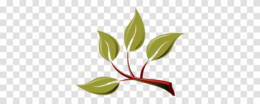 Olive Branch Drawing Download, Leaf, Plant, Annonaceae, Tree Transparent Png