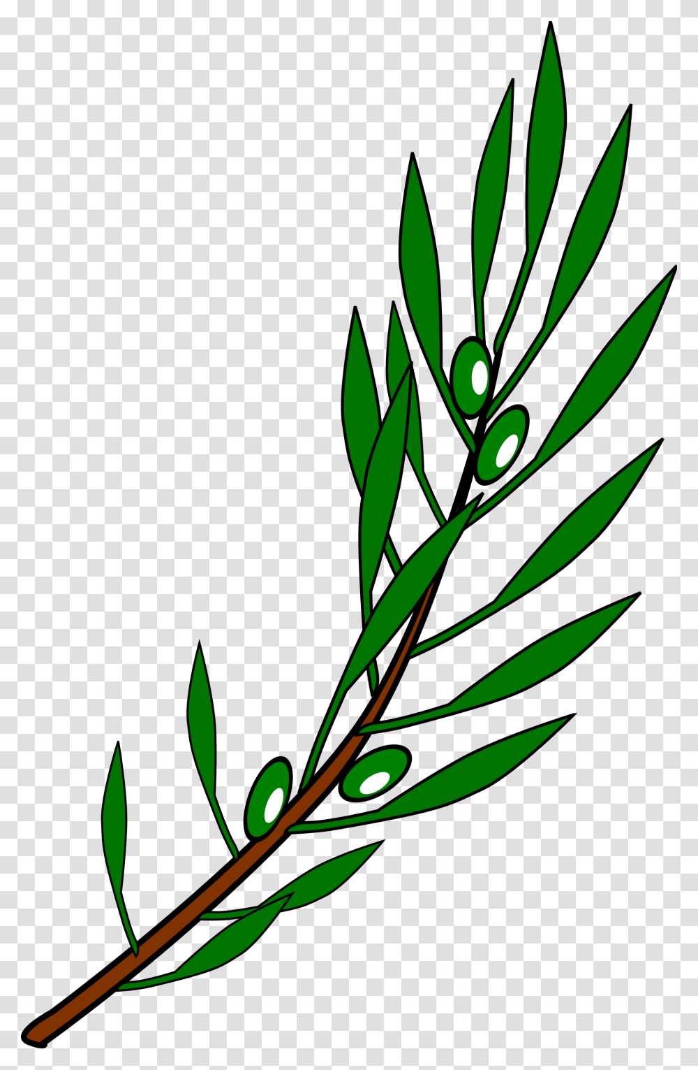 Olive Branch Drawing, Green, Plant Transparent Png