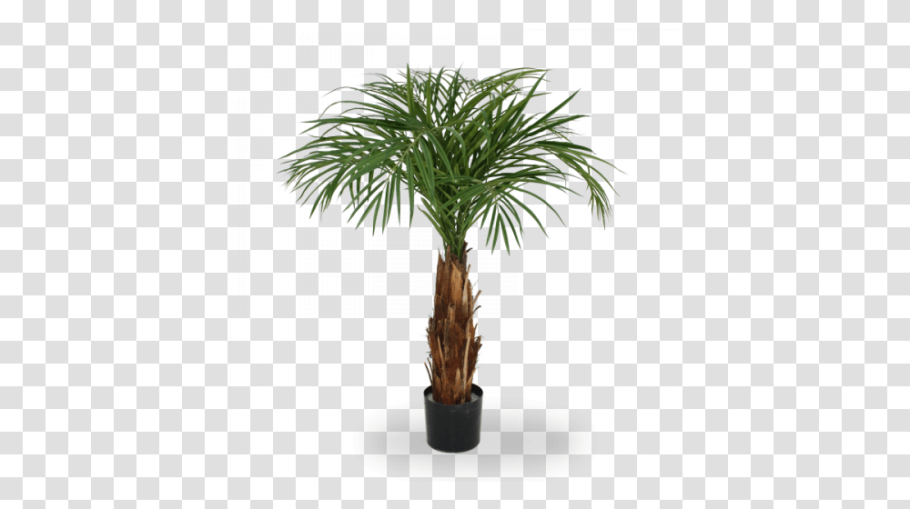 Olive Branch In Vase, Tree, Plant, Palm Tree, Arecaceae Transparent Png