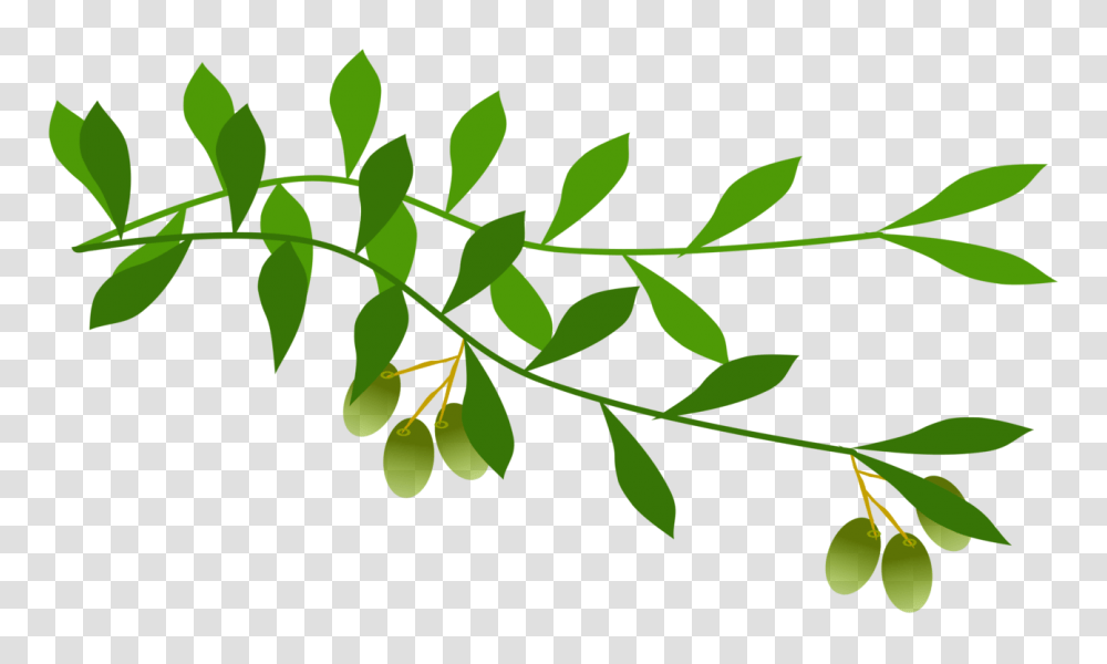 Olive Branch Leaf Laurel Wreath Tree, Green, Plant Transparent Png