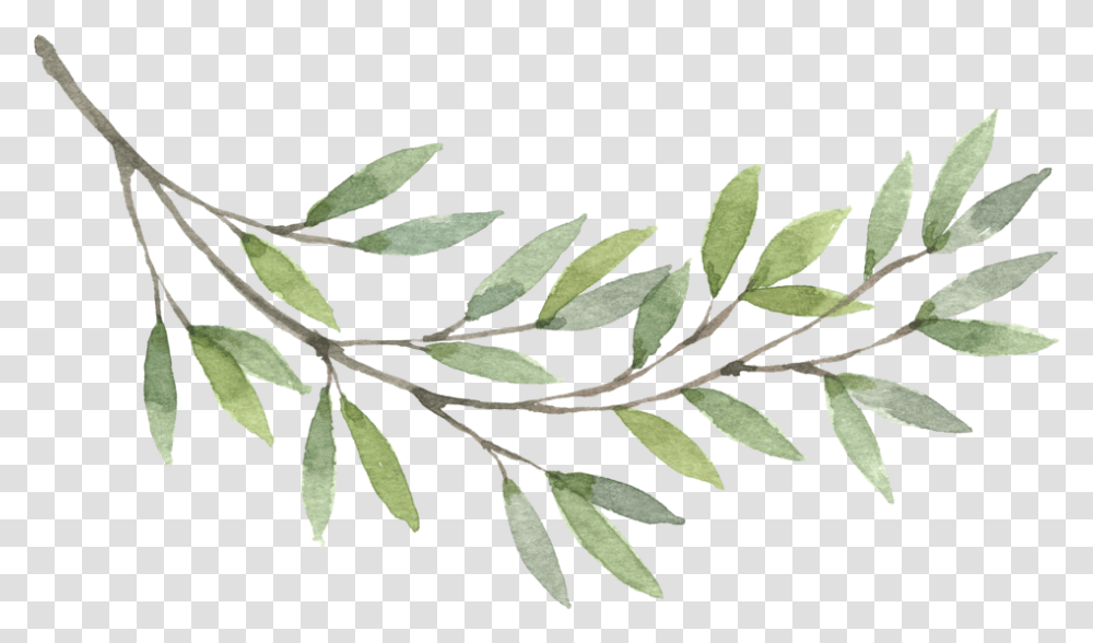 Olive Branch, Leaf, Plant, Tree, Potted Plant Transparent Png