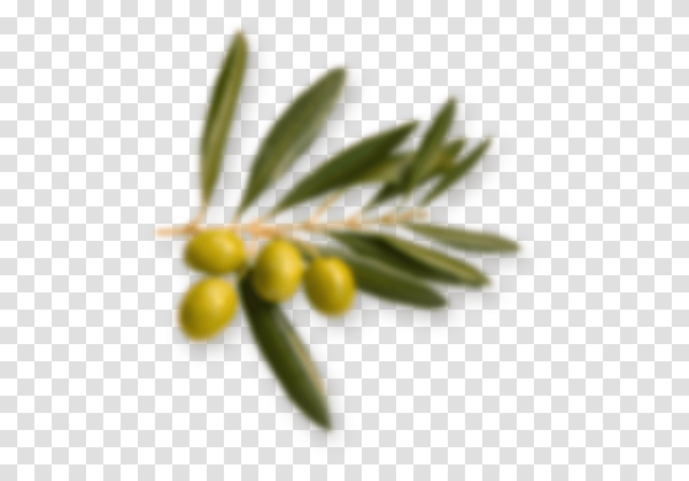 Olive Branch Ledum, Plant, Leaf, Tree, Flower Transparent Png