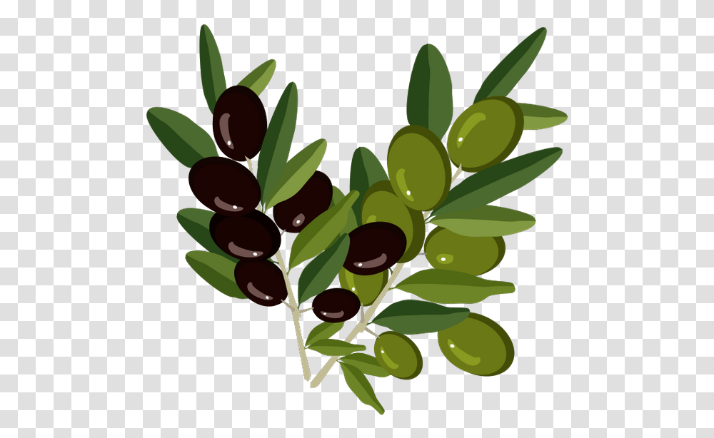 Olive Branch Olive Oil Olive Oil Bottle Sticker, Plant, Leaf, Seed, Grain Transparent Png