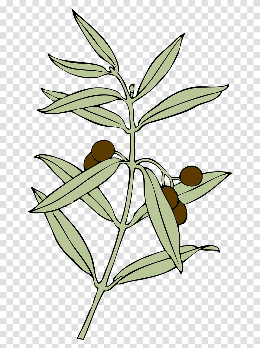 Olive Branch Olives Symbol Free Vector Graphic On Pixabay Olive Branch Peace Offering, Plant, Leaf, Acanthaceae, Flower Transparent Png