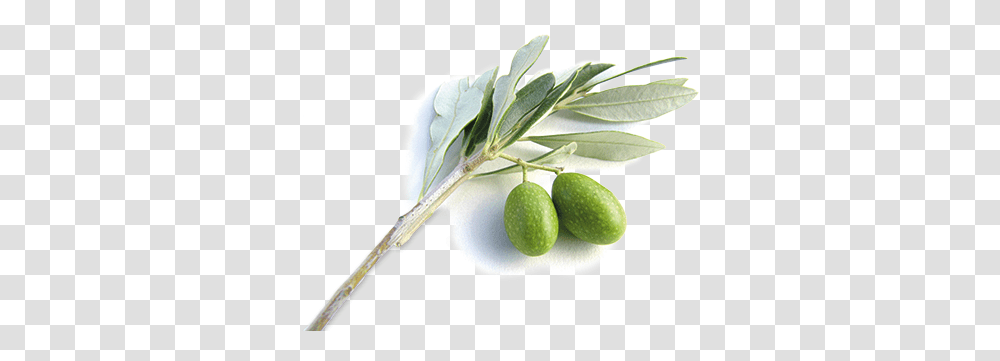 Olive Branch The Trumpet Meaning Of Olive Tree, Plant, Food, Leaf, Fruit Transparent Png