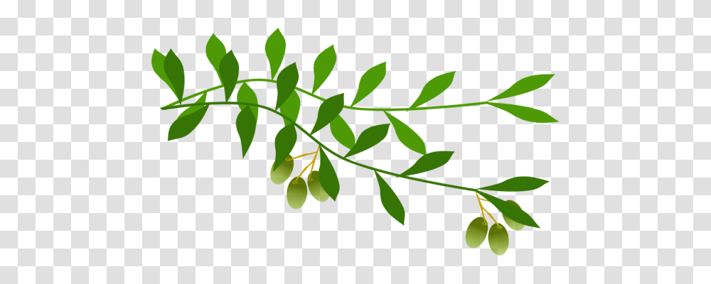 Olive Branch Tree Laurel Wreath, Green, Leaf, Plant Transparent Png
