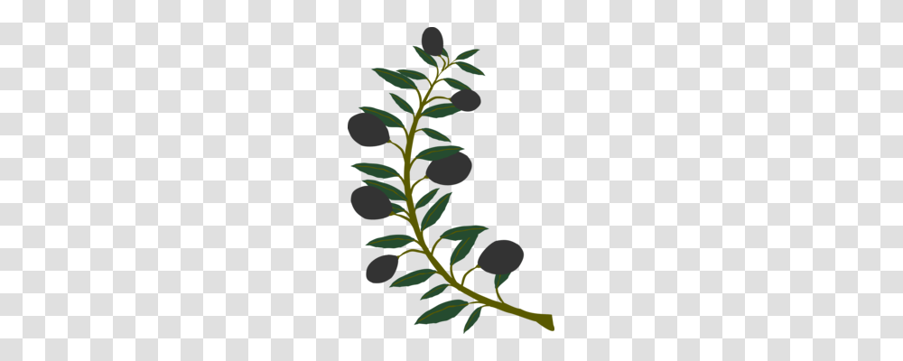 Olive Branch Tree Laurel Wreath, Plant, Flower, Blossom, Leaf Transparent Png