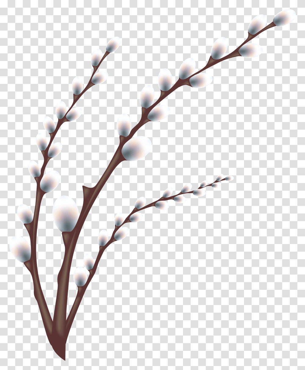 Olive Branches Willow Tree Branch, Plant, Flower, Blossom, Grass Transparent Png