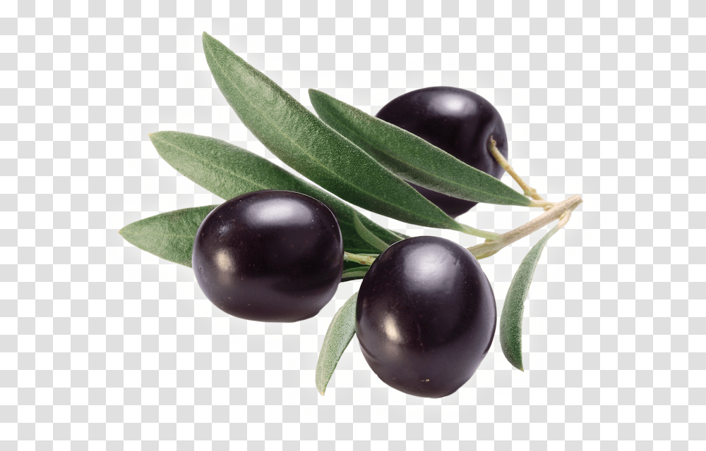 Olive Clipart Jamun Fruit Olive, Plant, Food, Plum, Tree Transparent Png