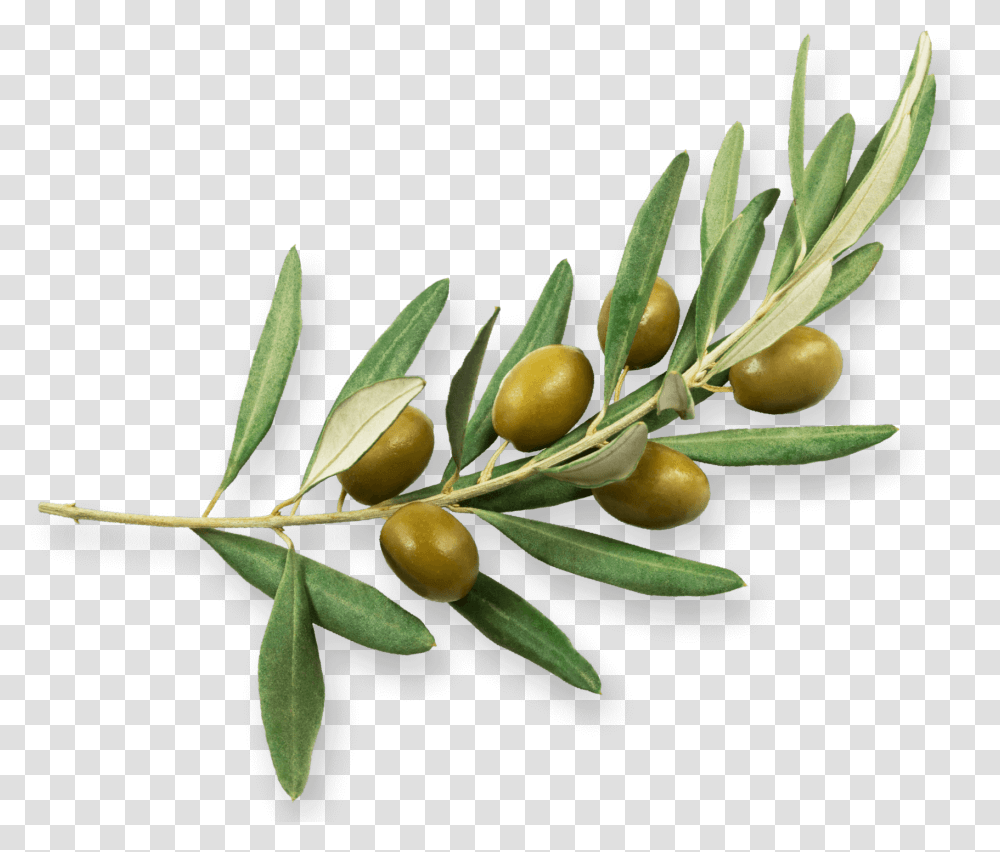 Olive Family Rama De Olivo, Plant, Leaf, Citrus Fruit, Food Transparent Png