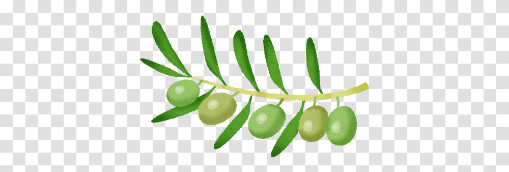 Olive Free Clipart Illustrations, Leaf, Plant, Green, Tree Transparent Png