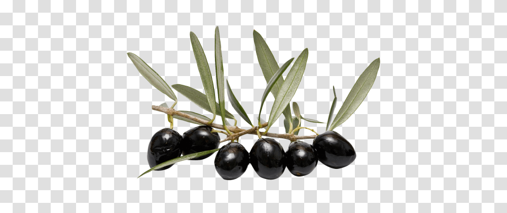 Olive Image, Plant, Fruit, Food, Tree Transparent Png