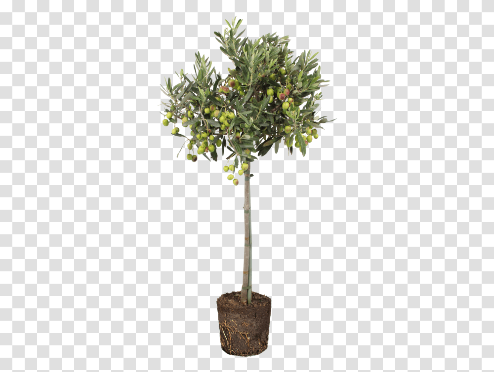 Olive Indoor Tree In Pot, Plant, Fruit, Food, Bush Transparent Png