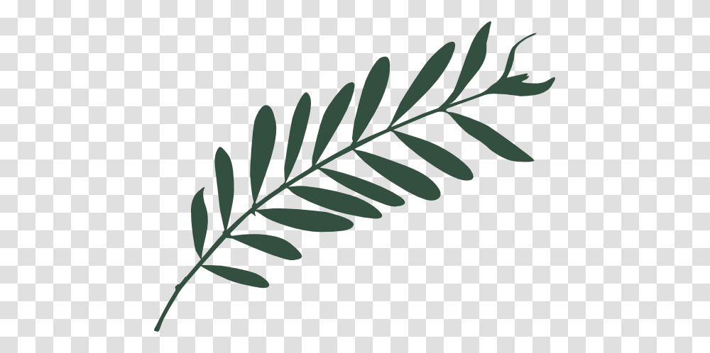 Olive Leaf Water Botanicals, Plant, Fern, Insect, Invertebrate Transparent Png