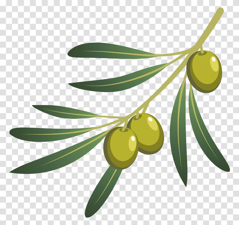 Olive Oil Branch Oil Olive Branche, Tree, Plant, Conifer, Annonaceae Transparent Png