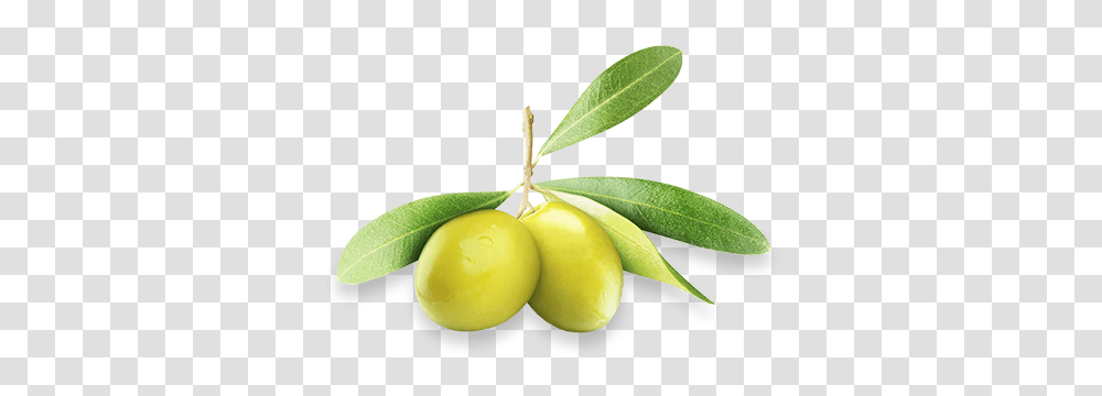 Olive Oil Extra Virgin, Plant, Fruit, Food, Citrus Fruit Transparent Png