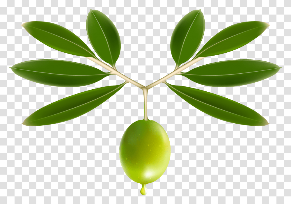 Olive Oil Leaf Clip Art Transprent Olive Leaf, Plant, Fruit, Food, Annonaceae Transparent Png