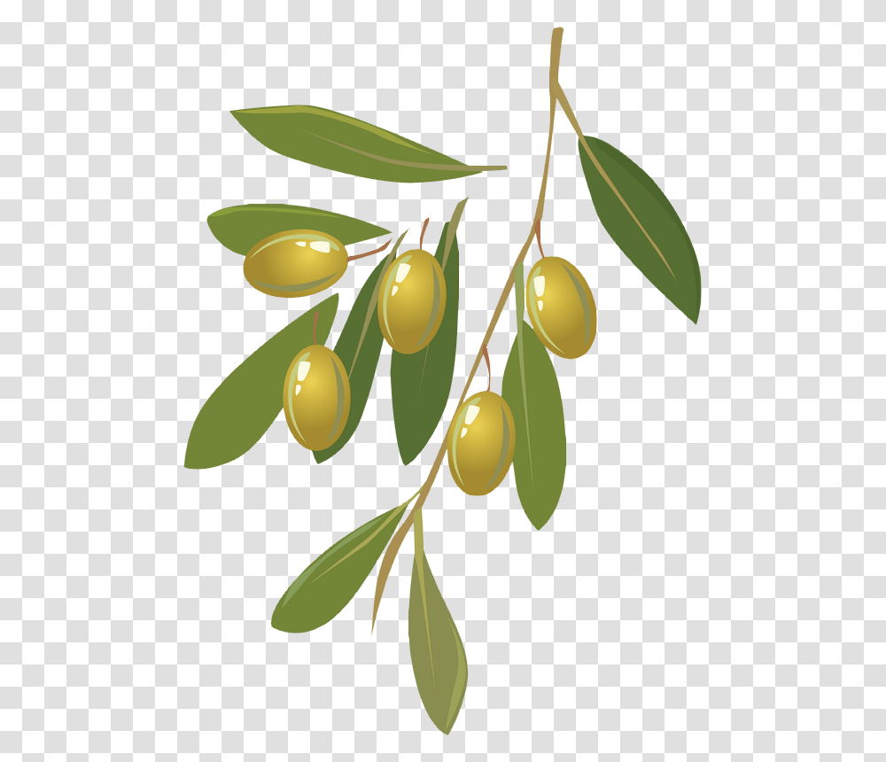 Olive Oil, Plant, Tree, Vegetation, Green Transparent Png