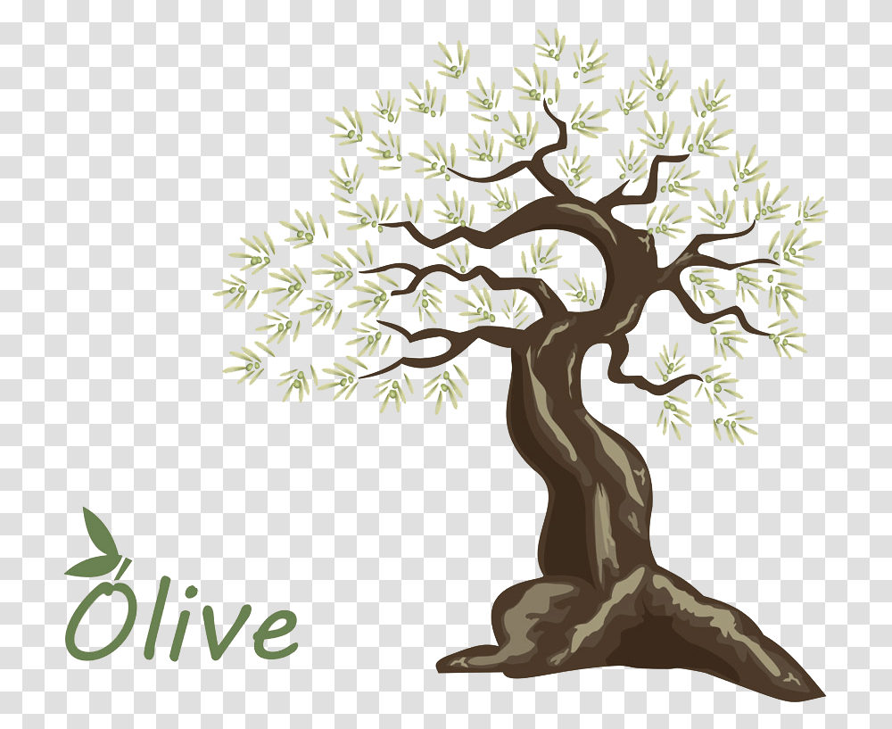 Olive Oil Tree Tree, Plant, Oak, Conifer Transparent Png