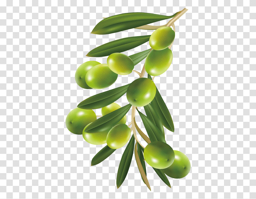 Olive Olive Tree, Plant, Food, Green, Fruit Transparent Png