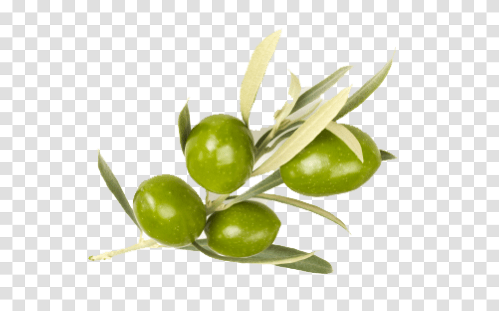 Olive, Plant, Fruit, Food, Grapes Transparent Png