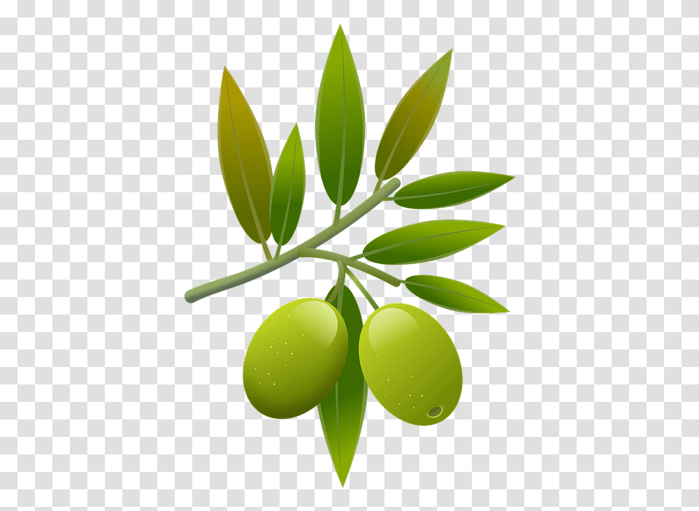 Olive, Plant, Fruit, Food, Leaf Transparent Png
