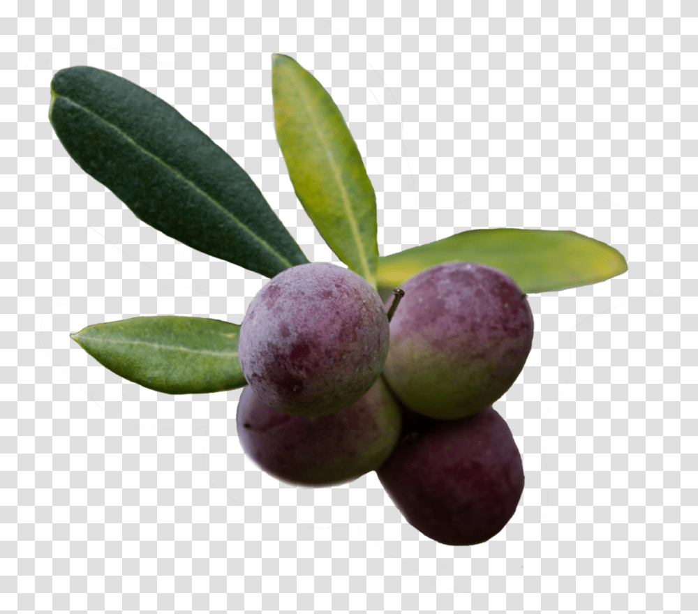 Olive, Plant, Fruit, Food, Plum Transparent Png