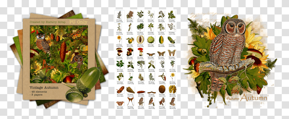 Olive, Plant, Green, Advertisement Transparent Png