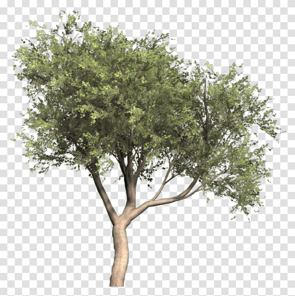 Olive Portable Network Graphics Tree Image Olea Oleaster Olive Tree Cut Out, Plant, Tree Trunk, Fir, Abies Transparent Png