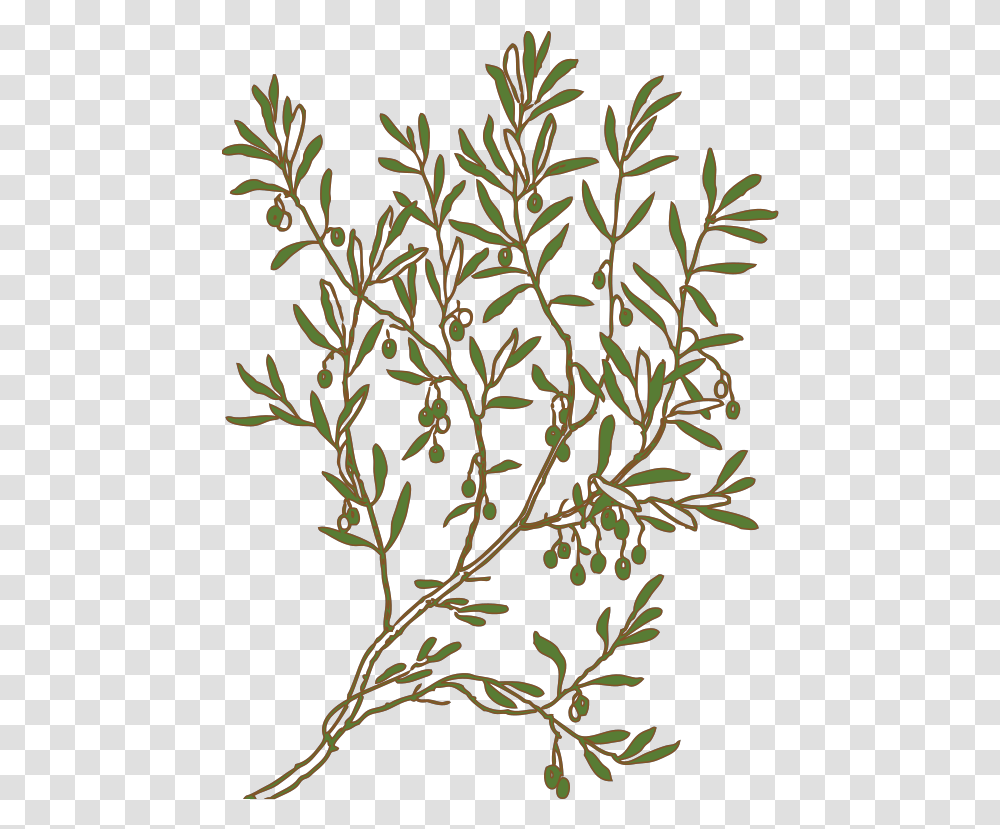 Olive Svg Clip Art For Web Download Clip Art Olive Tree Illustration, Plant, Leaf, Flower, Blossom Transparent Png