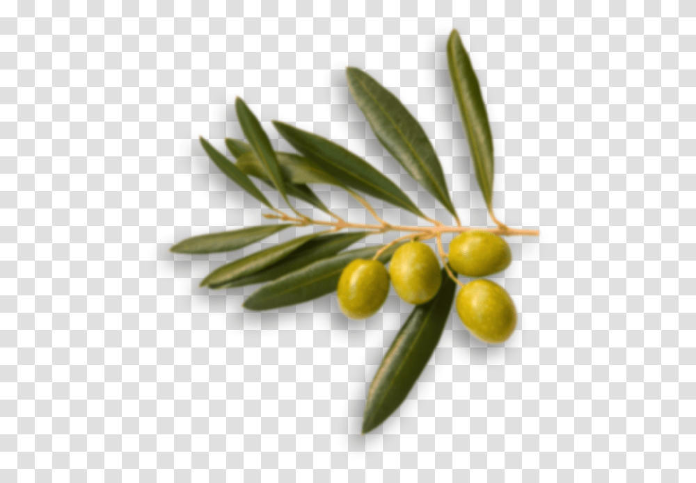 Olive Top View, Tree, Plant, Leaf, Annonaceae Transparent Png